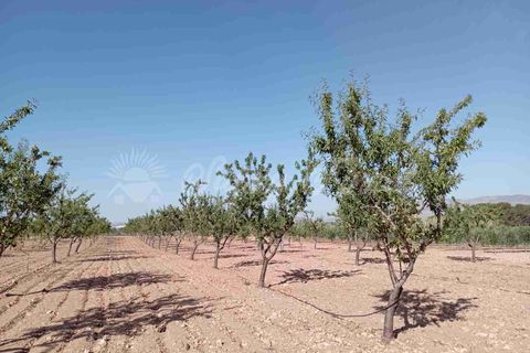 Helårsgrund i Yecla, Murcia, Yecla - € 300.000 | Ref: SF0504 - foto 14